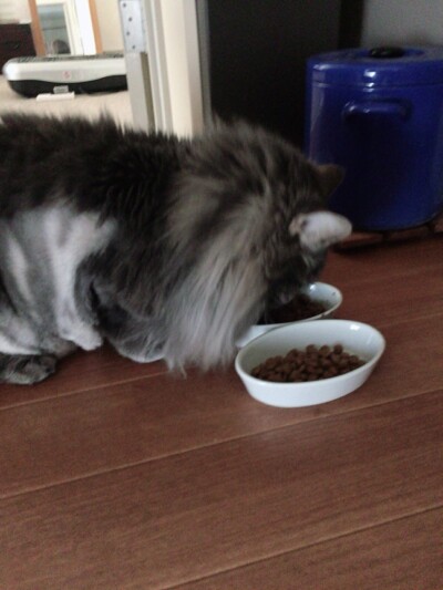 猫ちゃんのお世話🐈