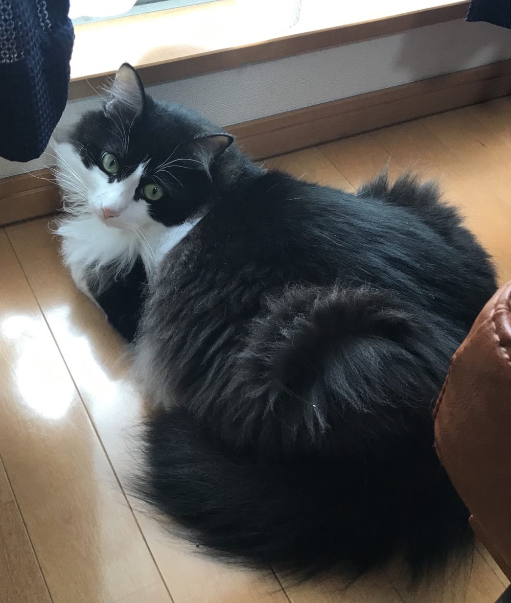 キャットシッター☆福岡市博多区 リン君⑤