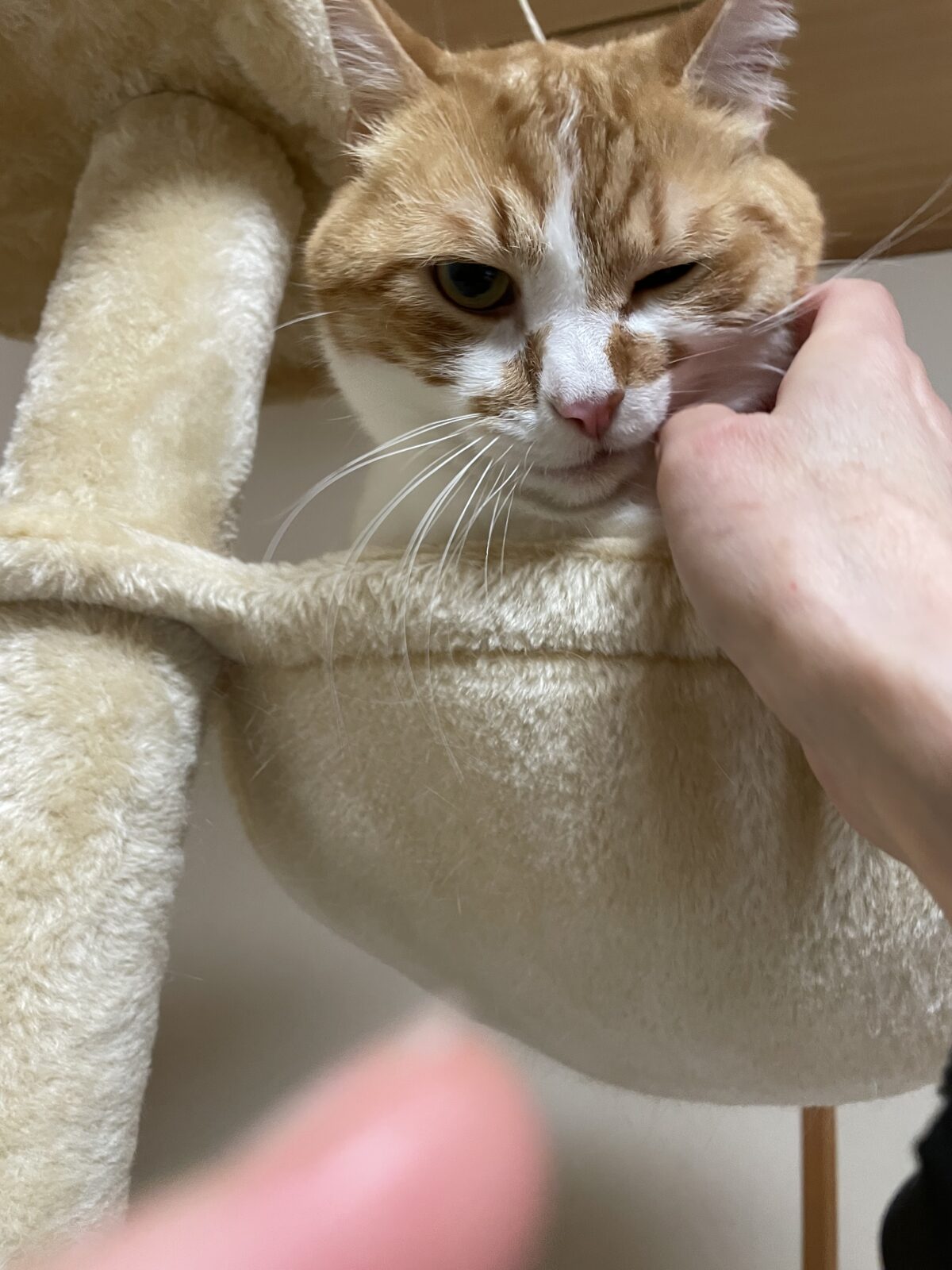 船橋市　むさしくんお世話報告