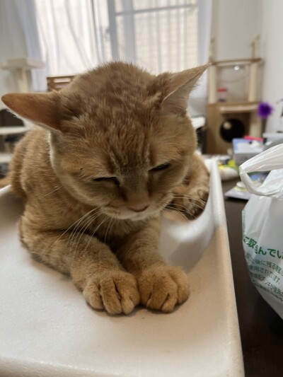 シニア猫ちゃんののお世話🐈