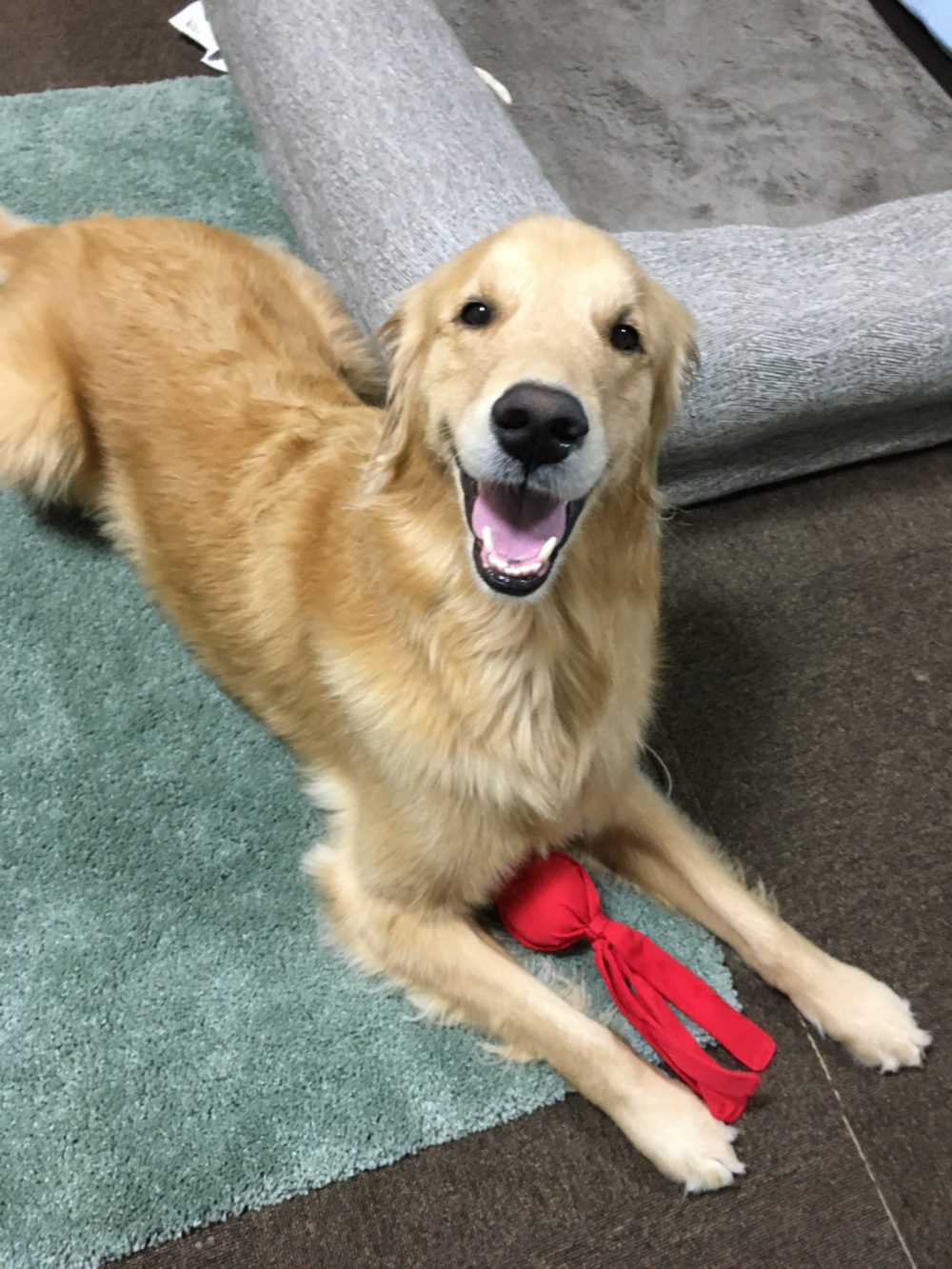 R.1.10.31藤枝市ゴールデンのウォルターくん