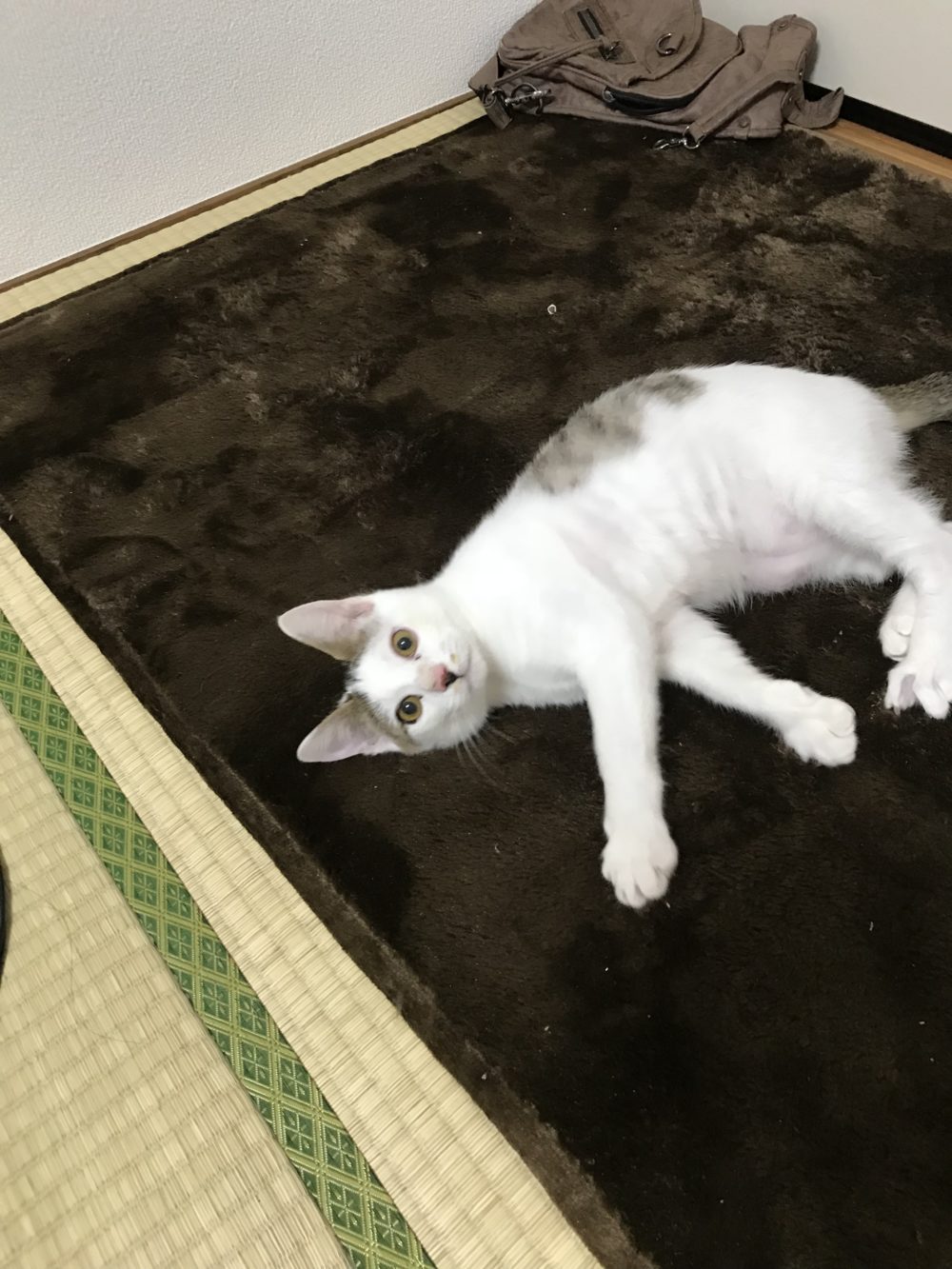 キャットシッター☆福岡市博多区 おむすび君④