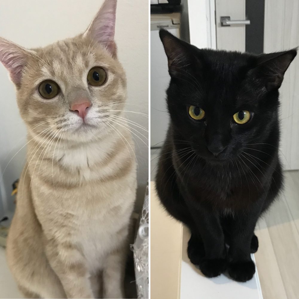 キャットシッター☆福岡市博多区住吉 子猫だった兄弟