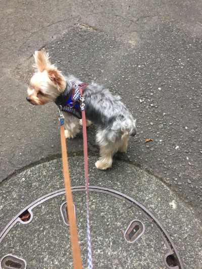 お散歩&お世話🐾