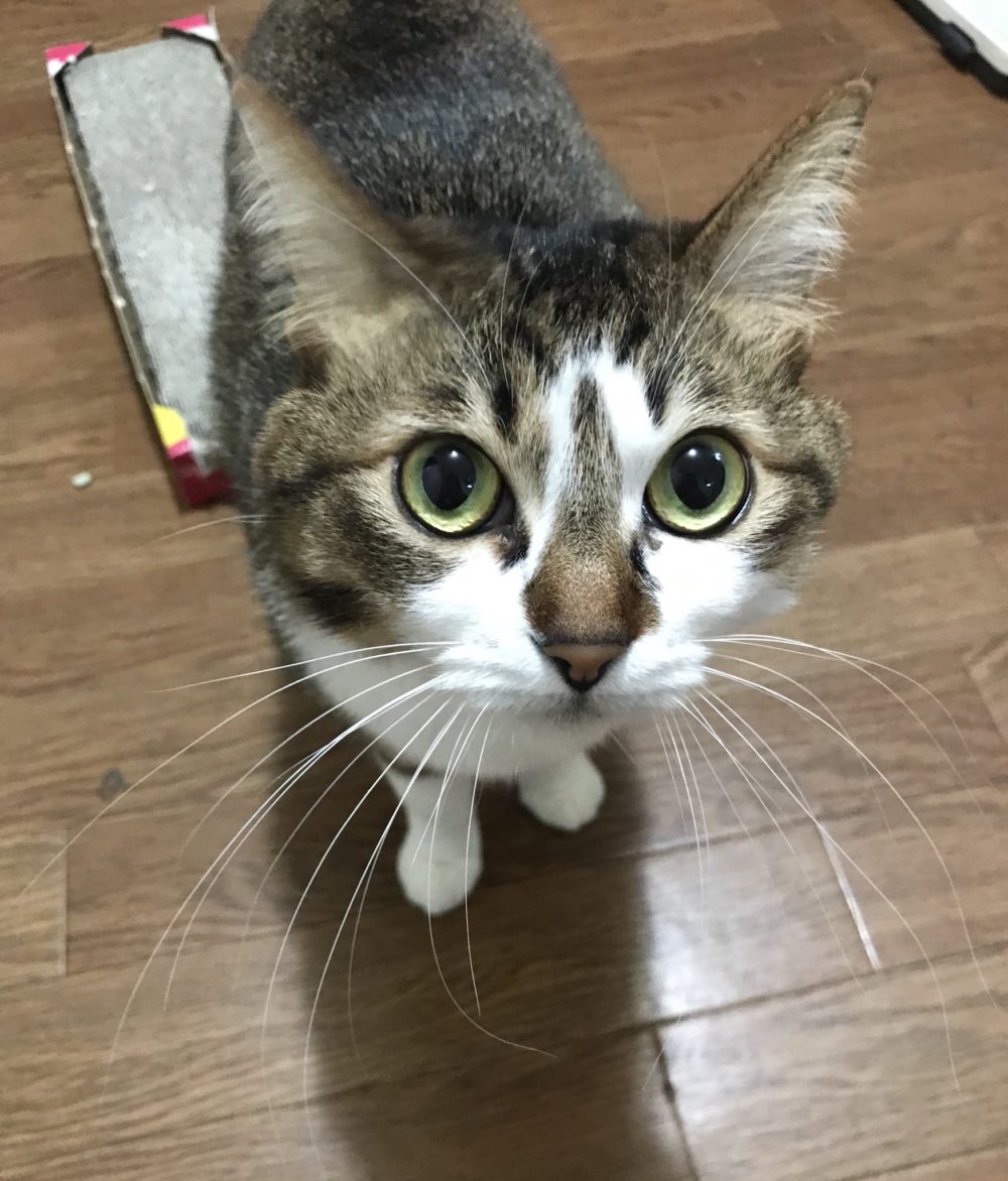 キャットシッター☆福岡市中央区 福ちゃん⑤