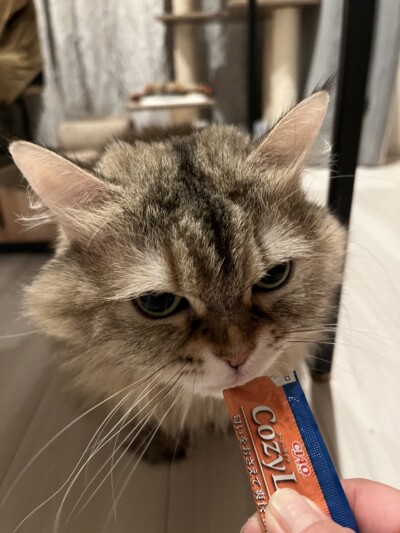 猫ちゃん達のお世話