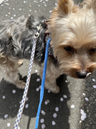ヨーキーちゃんのお散歩🐾🎶