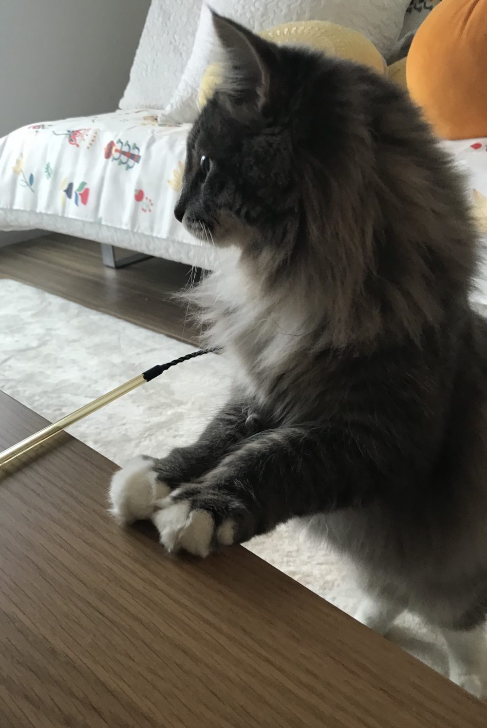 キャットシッター☆福岡市中央区 ノルウェージャンフォレストキャットの狐次郎君⑤