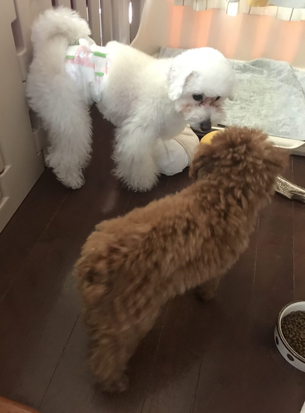 ペットシッター☆福岡市中央区 トイ・プードル3兄弟②