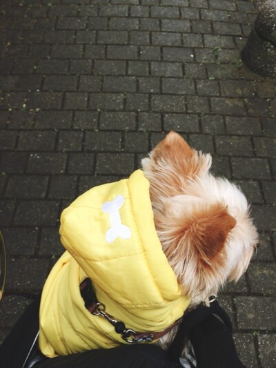 雨☔の日のお散歩