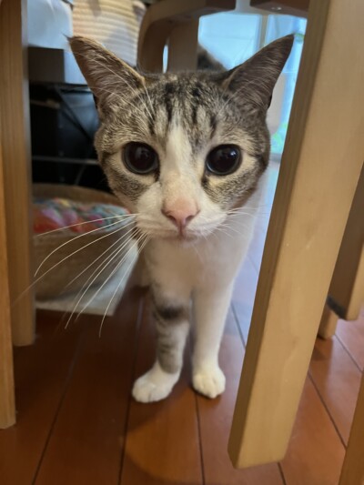 猫ちゃん達のカウンセリング🎶