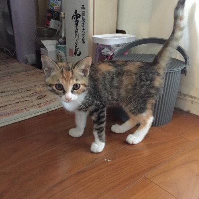 カウンセリング🎶