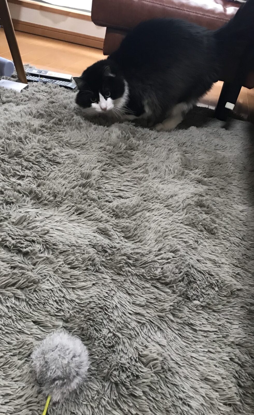 キャットシッター☆福岡市博多区 リン君②