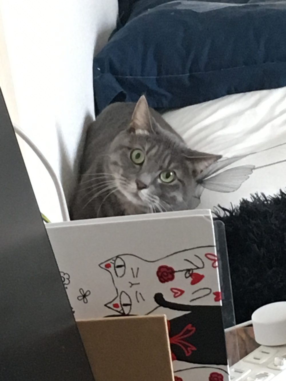 31.1.13藤枝市アルくんのお世話4日目