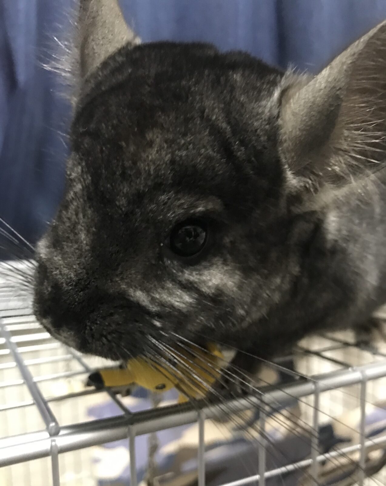 ペットシッター☆福岡市 チンチラ セブ君④