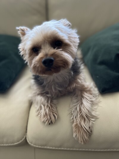 ヨークシャテリアのお世話🎶