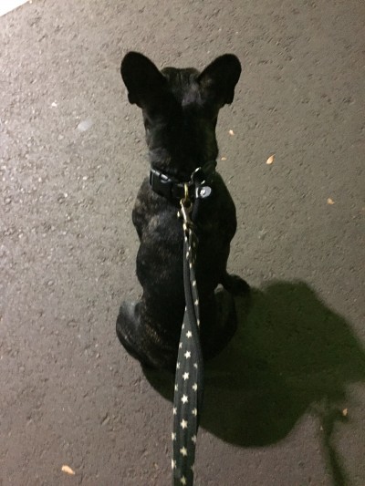 ３匹のお世話🐾🐾