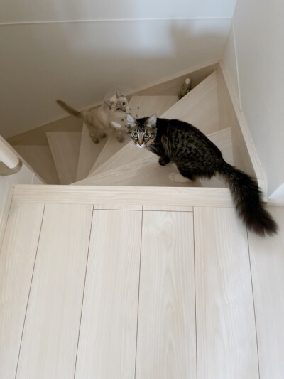 カウンセリング🎶