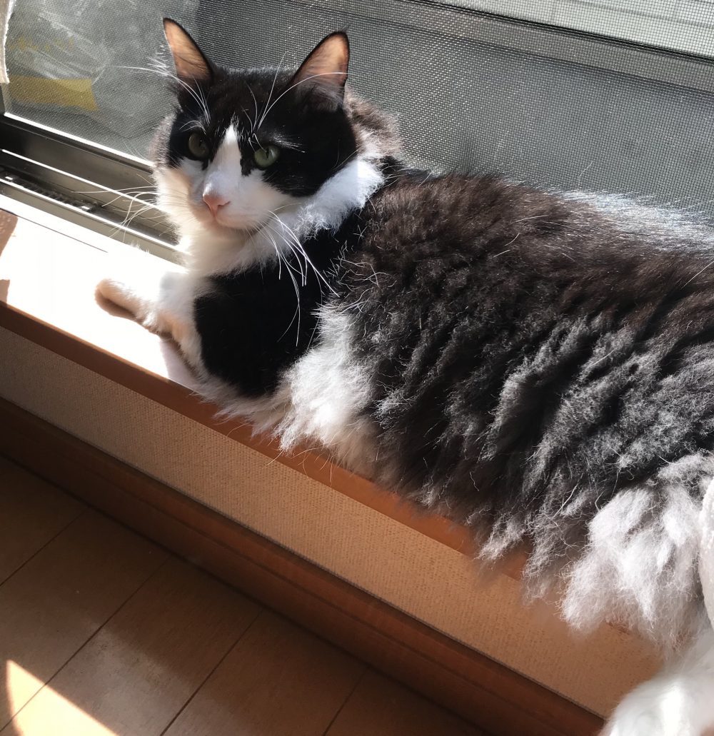 キャットシッター☆博多区 住吉 リン君