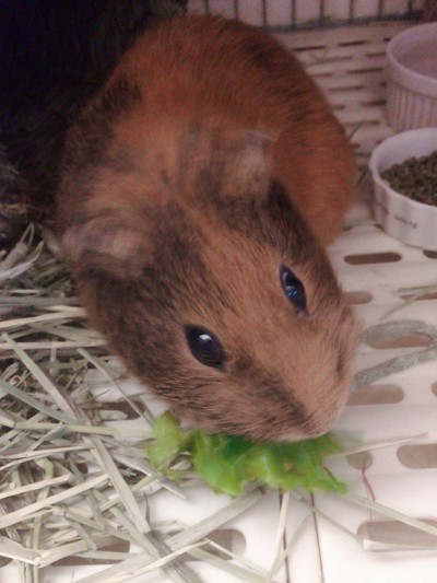 小動物のお世話🎶