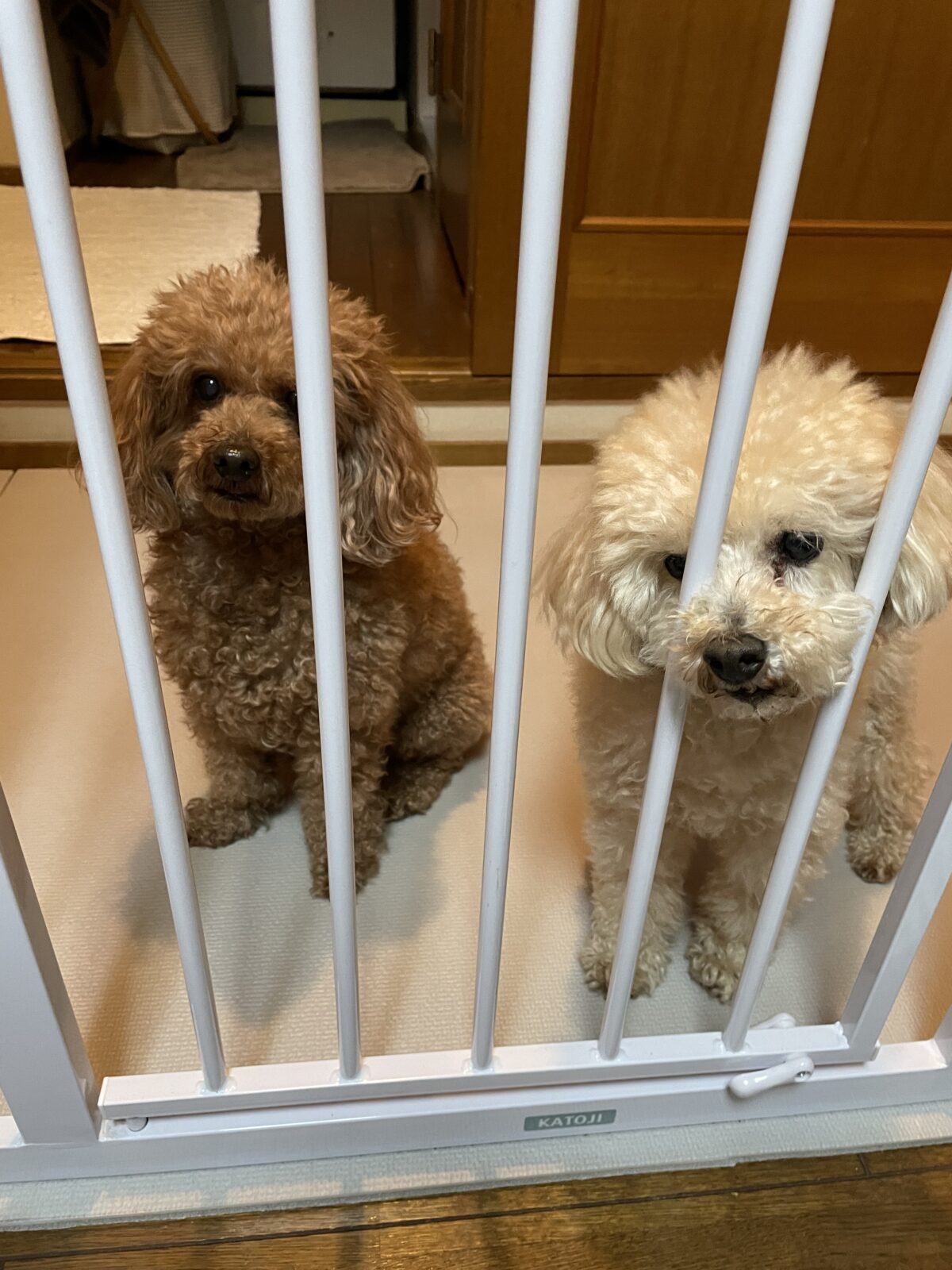 習志野市　コナくんラニちゃんお世話報告