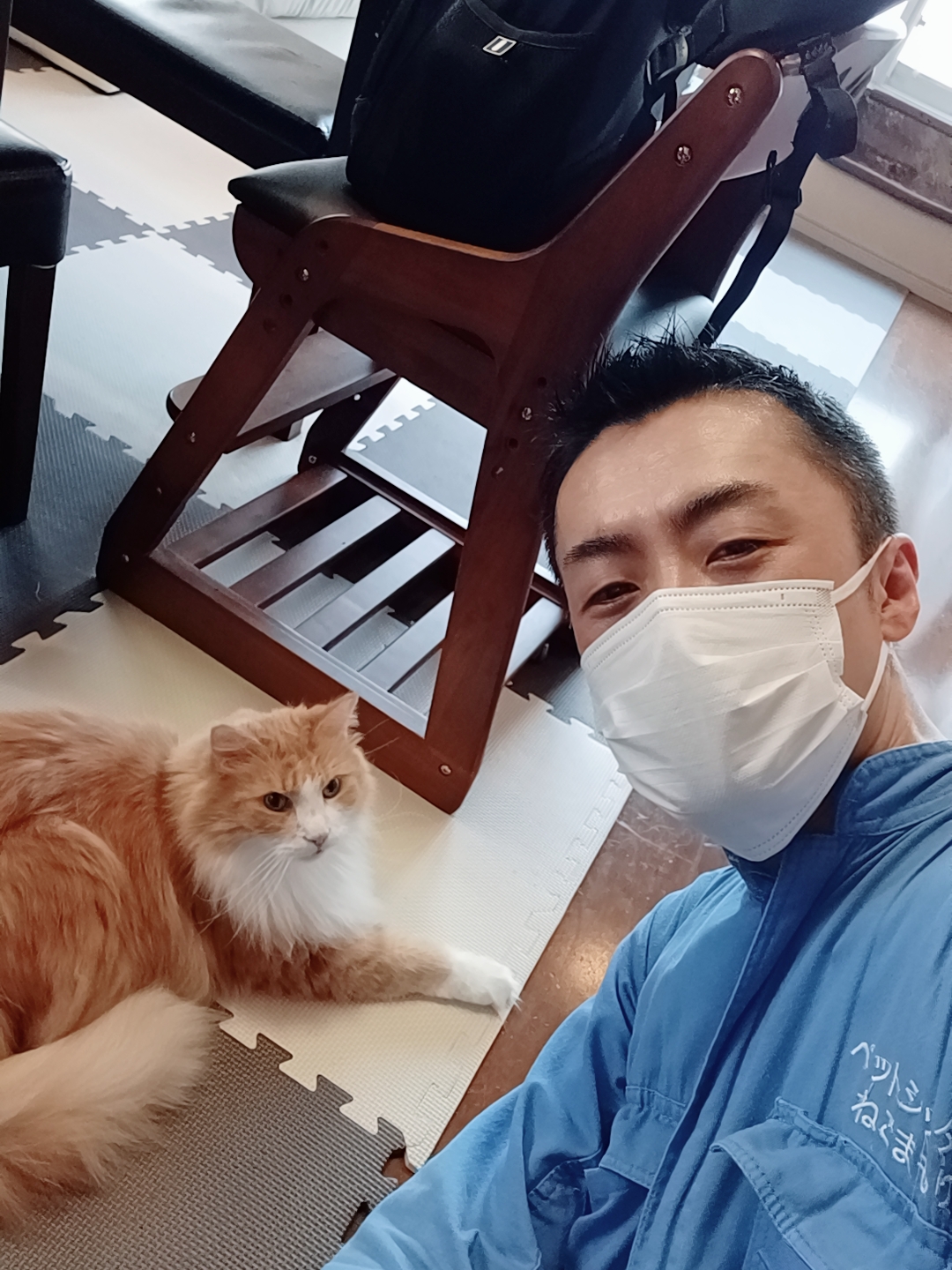 新宿区 お得意様 お薬飲めるもん ノルウェージャンフォレストキャットくん お世話報告