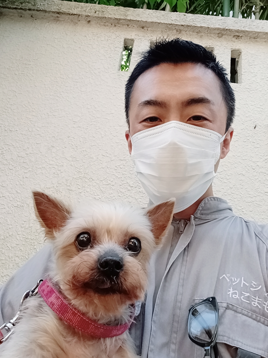 杉並区 ご新規様 つやつやヨークシャーテリア(ヨーキー)ちゃん お世話報告