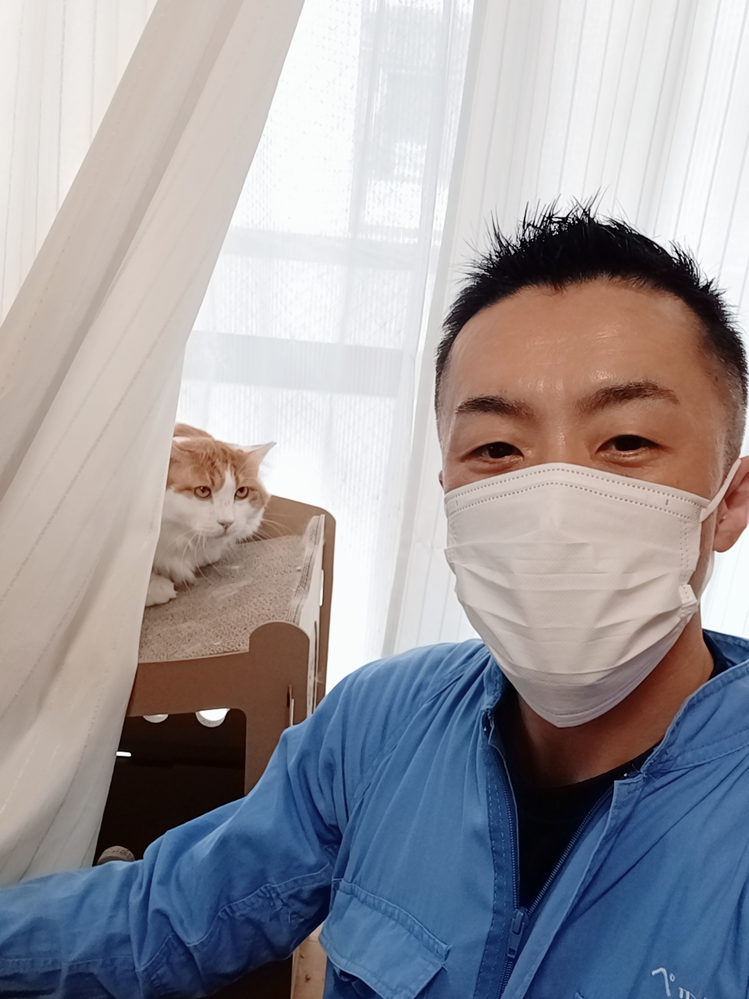 渋谷区 ご新規様 ふかふか大きな茶白くん お世話報告