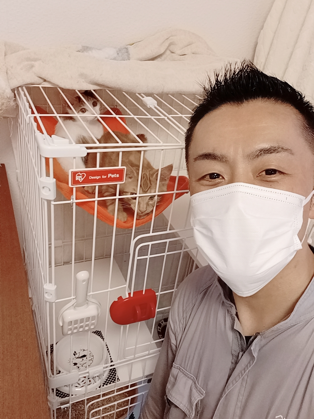 中野区 ご新規様 保護猫ちゃんから家猫ちゃんへ すくすくニャンちゃん😽お世話レポート🐈