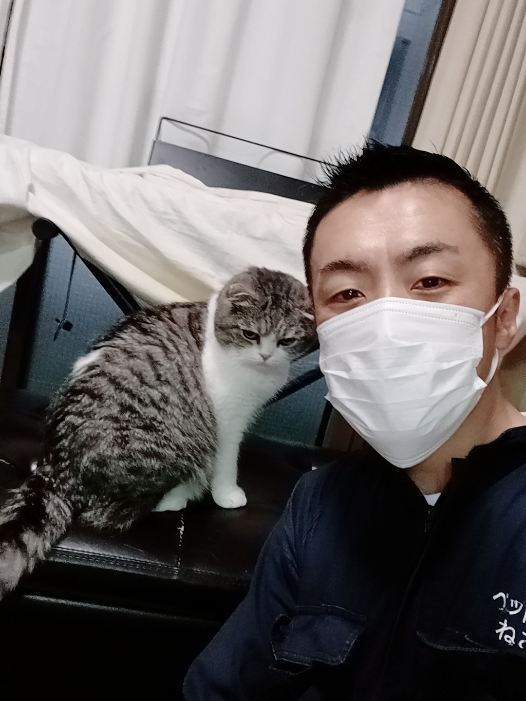 新宿区 お得意様 まんまるお顔のスコちゃん お世話レポート🐈