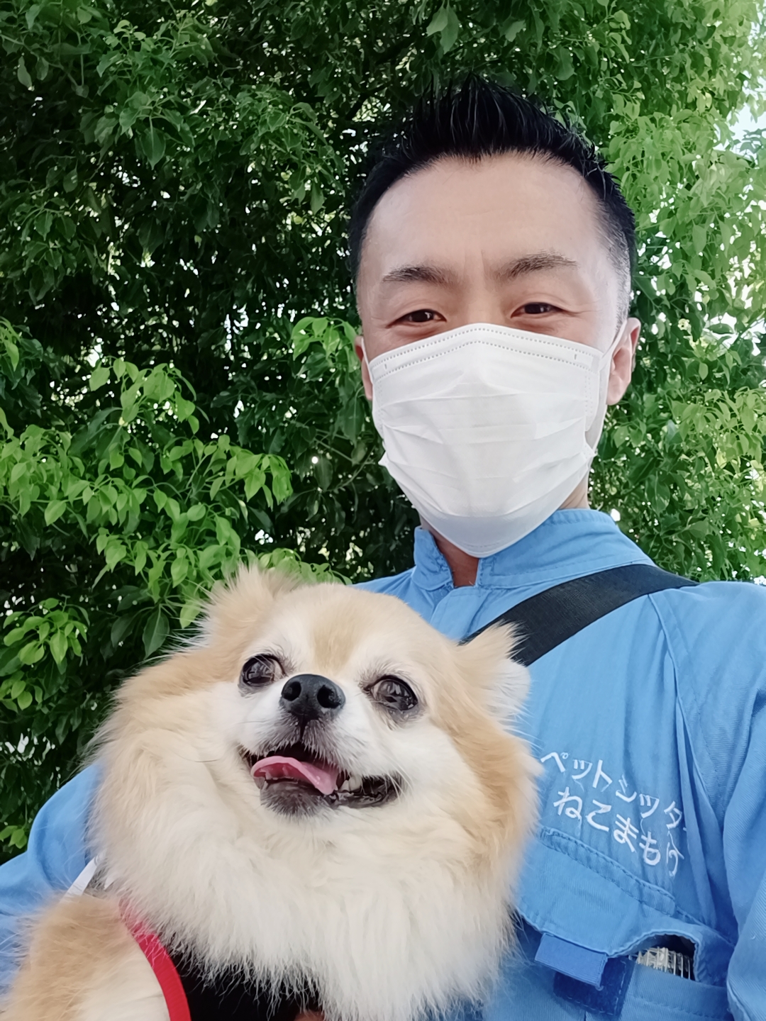 新宿区 ご新規様 お散歩大好きチワワくん お世話報告