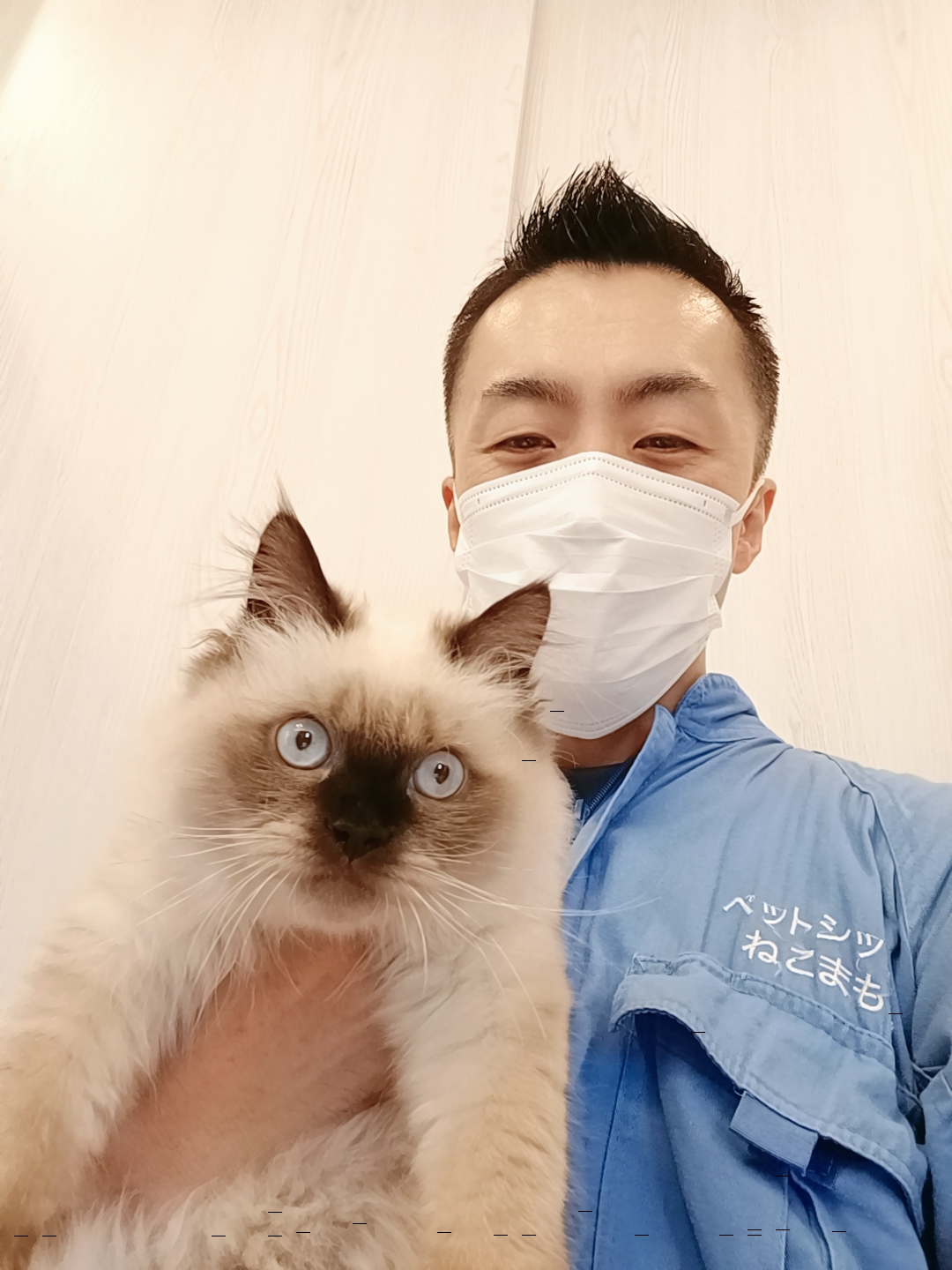 新宿区 ご新規様 子猫のヒマラヤンくん お世話レポート🐈