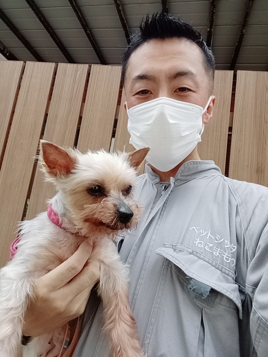 杉並区 お得意様 キラキラ毛質 ヨーキー(ヨークシャーテリア) おばあちゃん16歳 お世話レポート