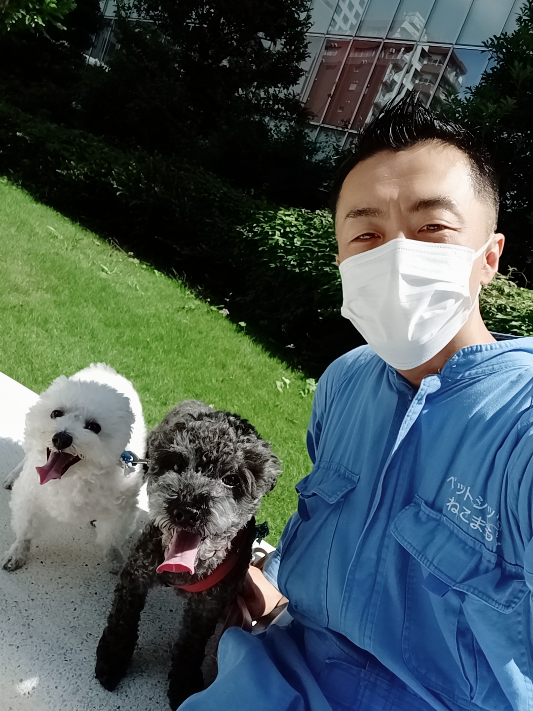 新宿区 お得意様 ヨーイドン!! ポメビションくん＆マルプーくん どちらが速い? お世話レポート🐈