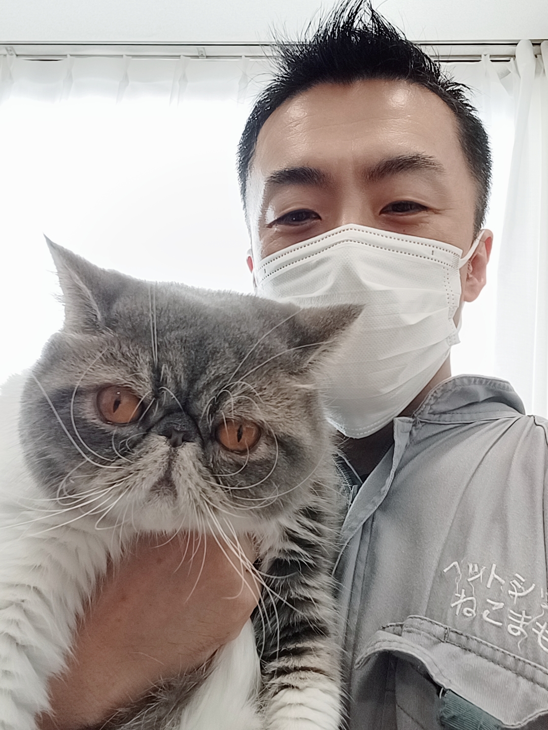 中野区 お得意様 トリミング大好き エキゾチックショートヘアくん お世話レポート🐈