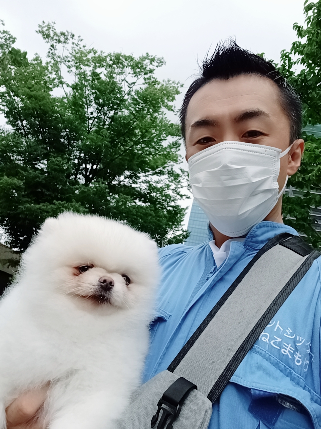 新宿区 お得意様 もこもこもふもふ ホワイトポメラニアンくん お世話レポート