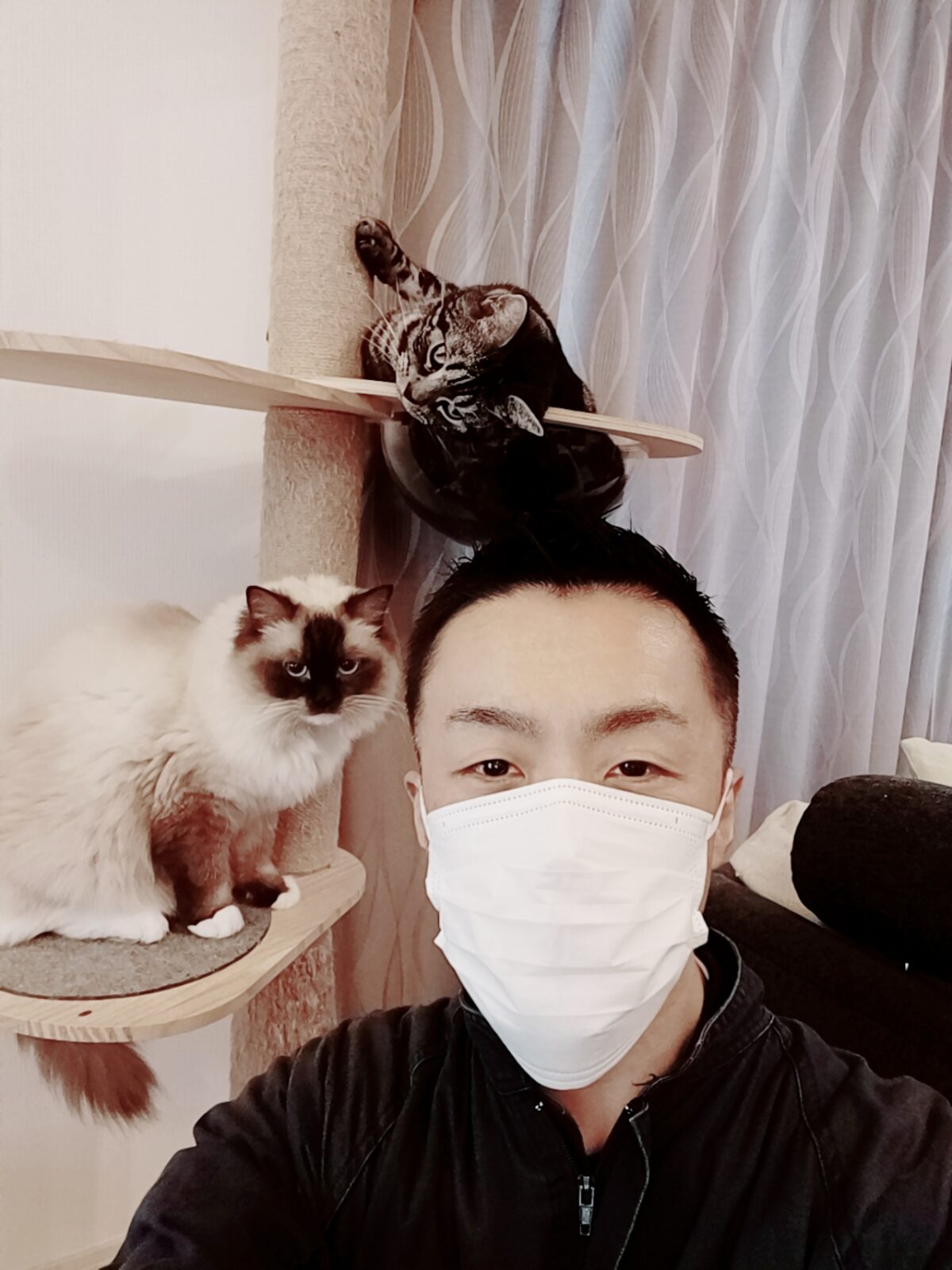 新宿区 ご新規様 高いところ大好きアメリカンショートヘアくん＆猫パンチ連打ラグドールちゃん お世話レポート🐈