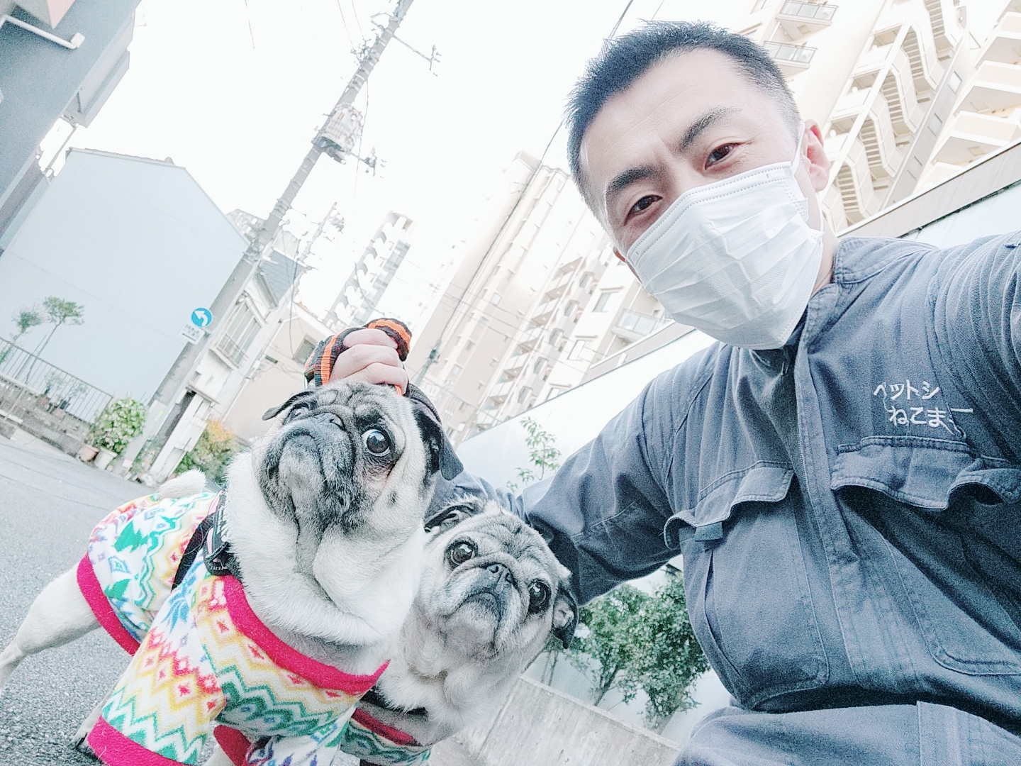 新宿区 お得意様 いつも一緒 パグちゃん&パグくん お世話レポート🐶