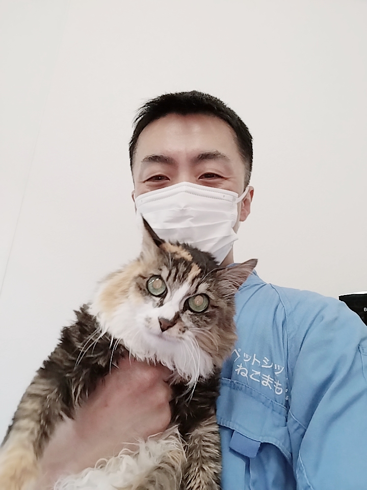 新宿区 お得意様 15歳三毛猫おばあちゃま お世話レポート🐈