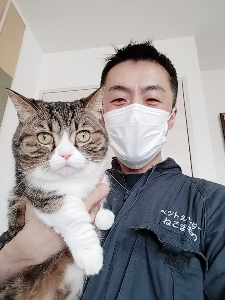 新宿区 お得意様 スリスリ大好きマンチカンくん お世話レポート🐈