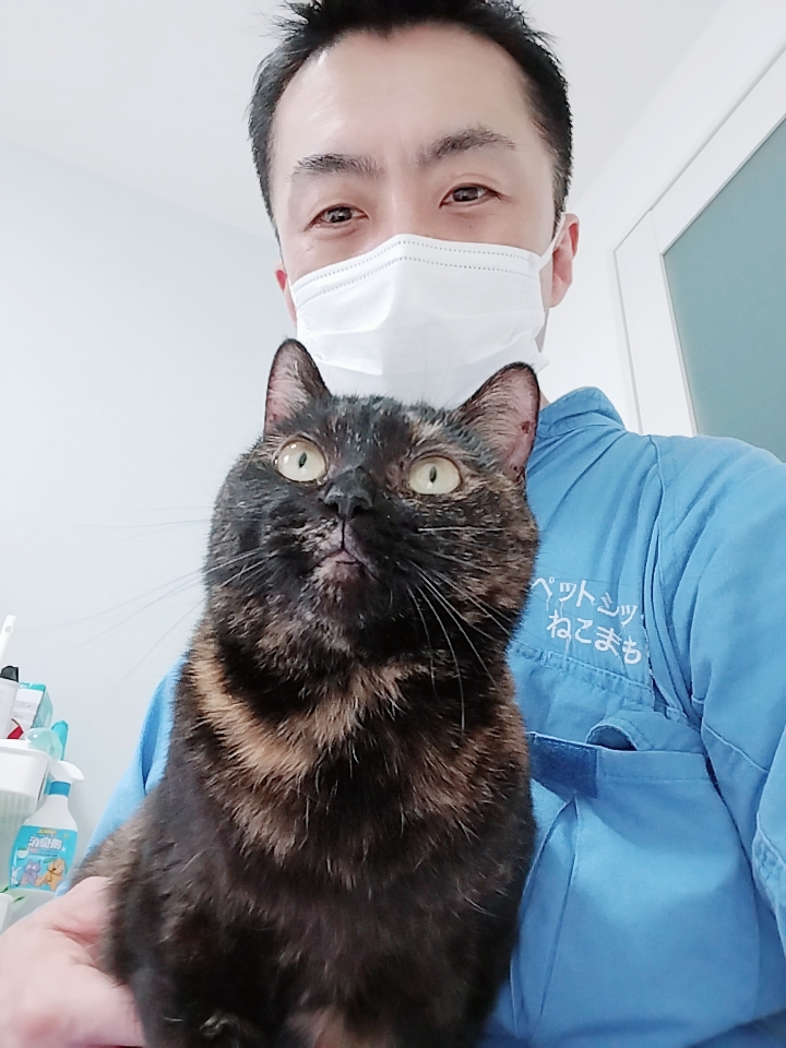 新宿区 お得意様 撫で撫で大好き サビ柄ニャンちゃん お世話レポート🐈