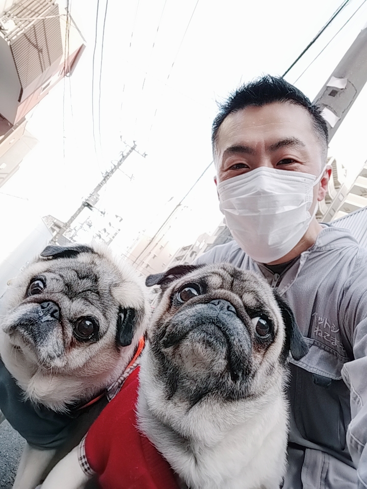 新宿区 お得意様 しわくちゃ パグちゃんパグくん お世話レポート🐶