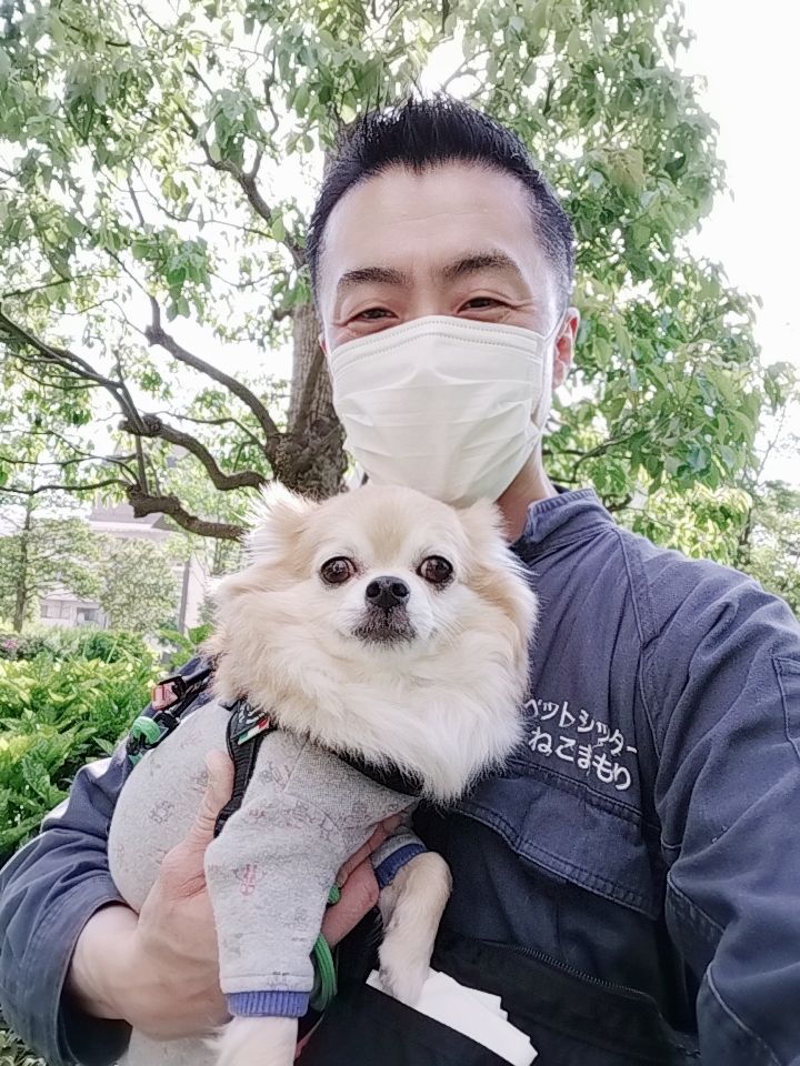 新宿区 お得意様 元気いっぱいチワワくん お世話レポート🐶