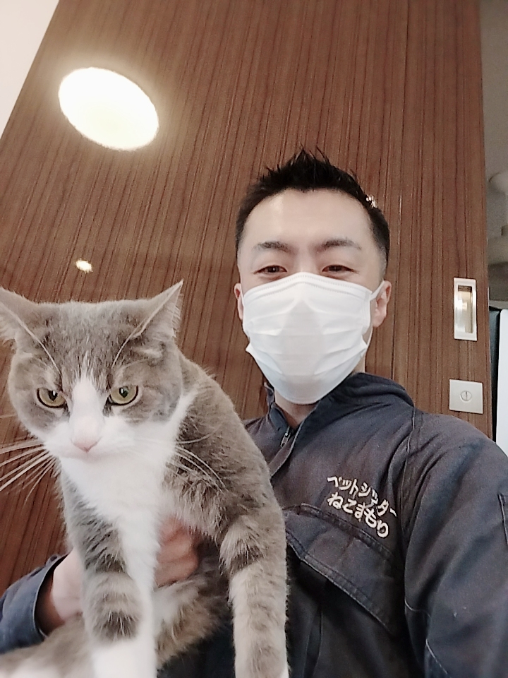 新宿区 お得意様 立ち耳 スコティッシュフォールドくん お世話レポート🐈