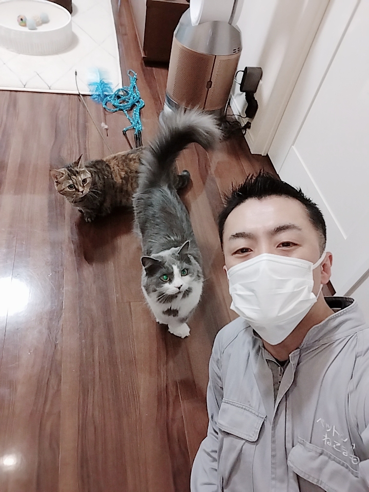 新宿区 お得意様 マンチカンちゃん&ミヌエットくん お世話レポート🐈