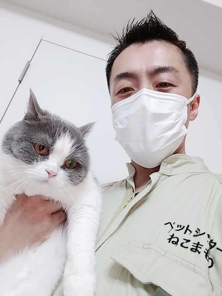 新宿区 お得意様 😺フリフリ〜ぶらんぶら〜ん 尻尾が可愛い スコティッシュフォールドちゃん お世話レポート🐈