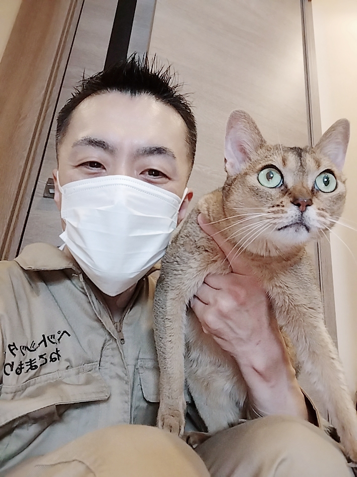 渋谷区 お得意様 またたびボールがお気に入り ベンガルちゃん&アビシニアンちゃん お世話レポート🐈