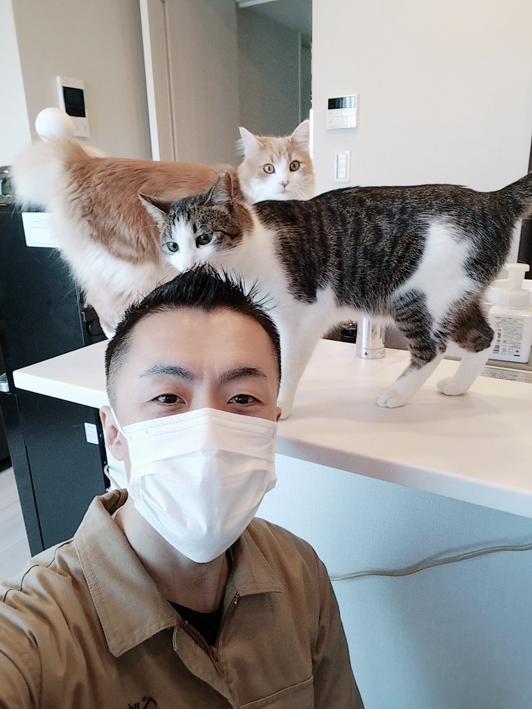 サイベリアンお兄ちゃん& 保護猫おとうとくん お世話レポート🐈