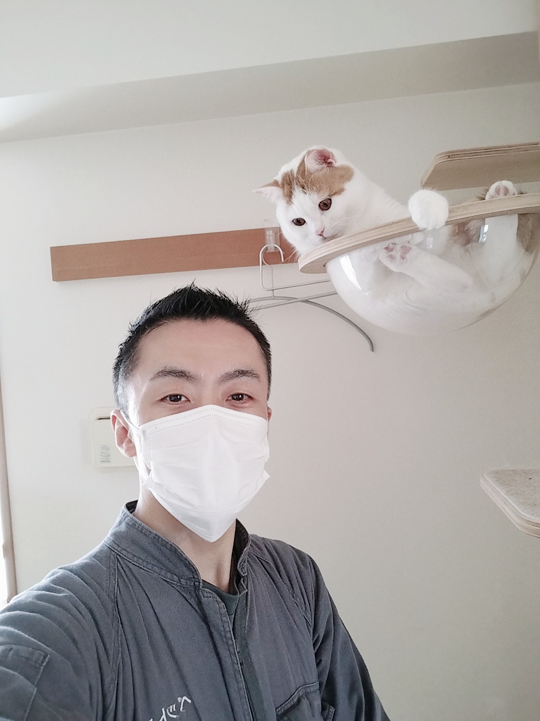 新宿区 お得意様 まんまるスコくん お世話レポート🐈