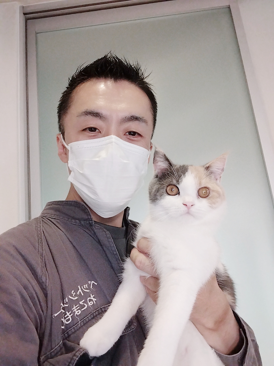 新宿区 ご新規様 子猫の ブリティッシュショートヘアちゃん お世話レポート🐈